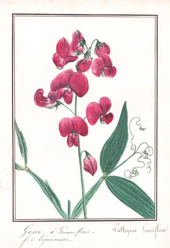 Gesse a grandes fleurs - Lathyrus Grandiflora - Gras-Platterbse grass vetchling / Botanik botany / Blume flowe