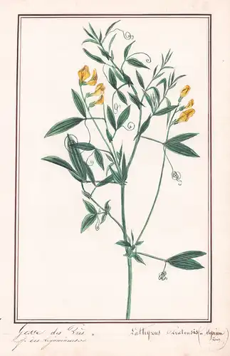 Gesse des pres - Lathyrus Pratensis - Wiesen-Platterbse / Botanik botany / Blume flower / Pflanze plant