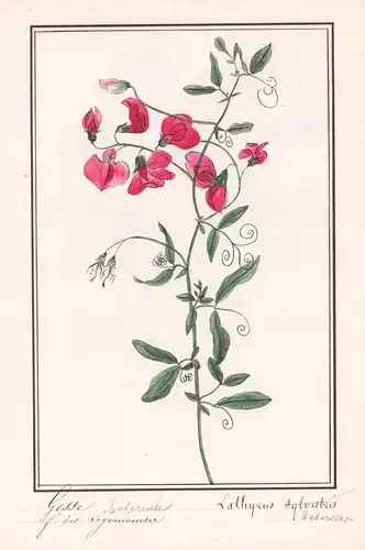 Gesse ruberense - Lathyrus ruberosa - Knollen-Platterbse / Botanik botany / Blume flower / Pflanze plant