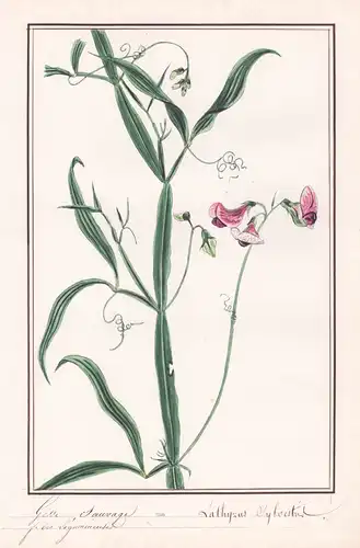 Gesse sauvage - Lathyrus sylvestris -Wald-Platterbse / Botanik botany / Blume flower / Pflanze plant