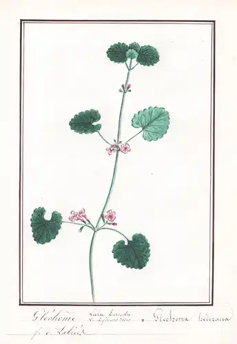 Glechome Lierre terrestre a fleurs roses = Glechoma hedereacea - Gundermann ground-ivy / Botanik botany / Blum