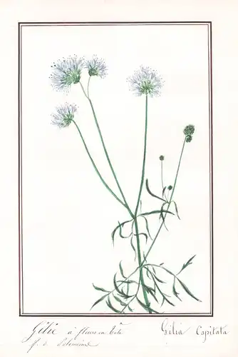 Gilie a fleurs en tete -  Gilia capitata - Botanik botany / Blume flower / Pflanze plant