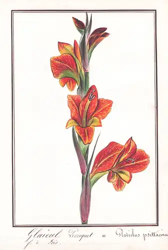 Glaieul Perroquet = Gladiolus psittacinus - Gladiole / Botanik botany / Blume flower / Pflanze plant