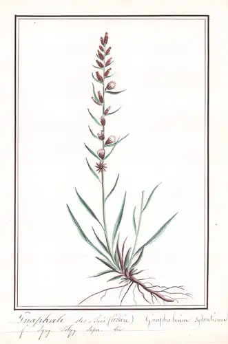 Gnaphale des bois (serliere) = Gnaphalium sylvaticum - Botanik botany / Blume flower / Pflanze plant