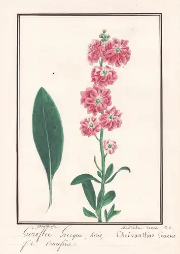 Giroflée Grecque, Kiris - Cheiranthus Graecus - Goldsack / Botanik botany / Blume flower / Pflanze plant