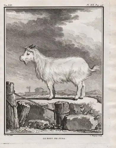 La Bouc de Juda - Judas goat Judasziege Ziegenbock / Tiere animals animaux
