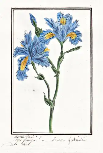 Iris frangee = Morea fimbriata - Schwertlilie / Botanik botany / Blume flower / Pflanze plant
