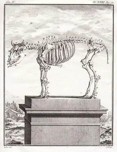 Pl. XXXIII - Kuh cow Rind cattle Bos taurus Stier / Skelett skeleton / Tiere animals animaux