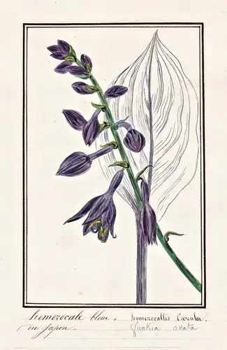 Hemerocale bleu = Hemerocallis Caerulea - Tagliliengewächs / Botanik botany / Blume flower / Pflanze plant