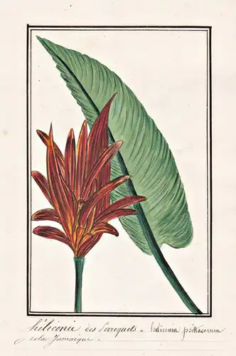 Heliconie des Serroquets / Heliconia Psittacorum - Falsche Paradiesvogelblumen / Botanik botany / Blume flower