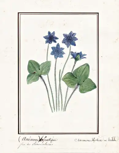 Anemone hepatique = Anemone Hepatica - Leberblümchen / Botanik botany / Blume flower / Pflanze plant