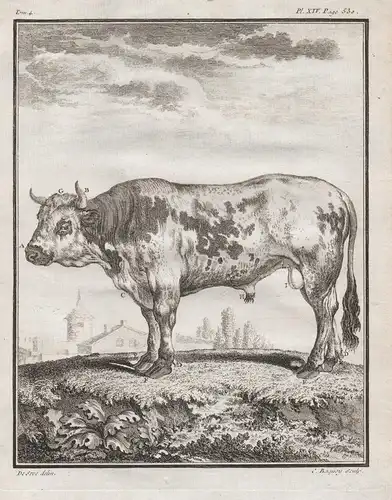 Pl. XIV - Stier bull Rind cattle Bos taurus Taureau / Tiere animals animaux