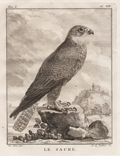Le Sacre - Falke Falken Falconidae falcon Falke Greifvögel Greifvogel / Vogel Vögel bird of prey bird oiseaux