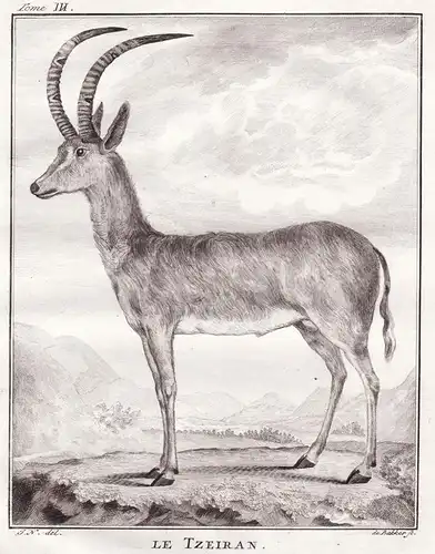 Le Tzeiran - Antelope Antilope Gazelle / Tiere animals animaux