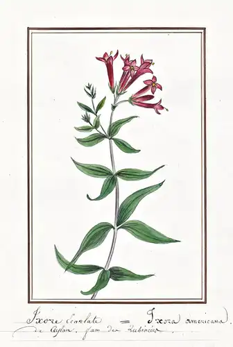 Ixore Ecarlate = Ixora americana - Botanik botany / Blume flower / Pflanze plant