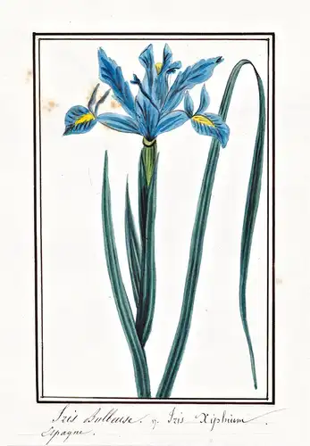 Iris Bulbeuse = Iris Xiphium - spanish iris Spanische Schwertlilie / Botanik botany / Blume flower / Pflanze p