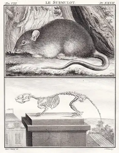 Le Surmulot - Wanderratte brown rat Ratte mouse Maus Nagetiere rodent / Skelett skeleton / Tiere animals anima