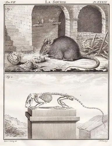 La Souris - Skelett skeleton / rat Ratte rats Maus mouse Nagetier rodent / Tiere animals animaux
