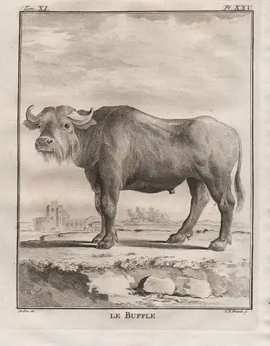 Le Buffle - Büffel Bubalina buffalo Buffle Rind Rinder / Tiere animals animaux