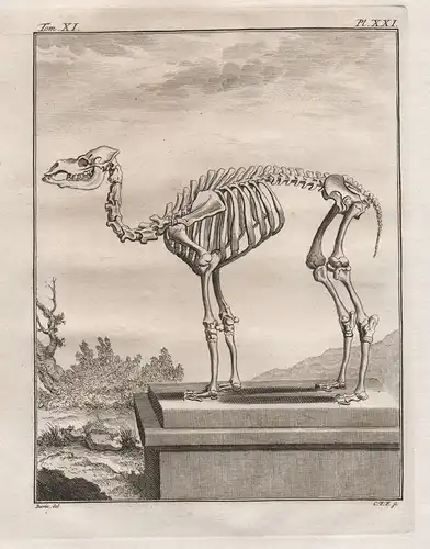 Pl. XXI - Dromader Dromedary Dromadaire / Skelett skeleton / Tiere animals animaux