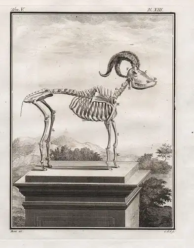 Pl. XIII - Ziegenbock Ziege Bock billy goat buck chevre / Skelett skeleton / Tiere animals animaux