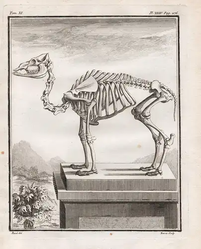 Pl. XXIV. - Kamel camel / Skelett skeleton / Tiere animals animaux