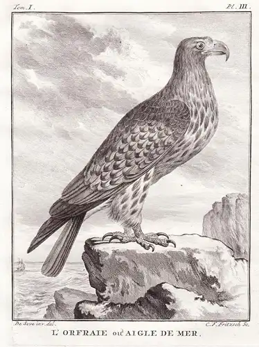 L'Orfraie ou Aigle de Mer - Seeadler White-tailed eagle Adler Eagle Greifvögel Greifvogel / Vogel Vögel bird o