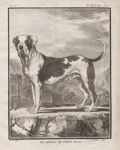 Le Dogue de Forte Race -  Dogge Dane Hund dog Chien Haushund / Tiere animals animaux