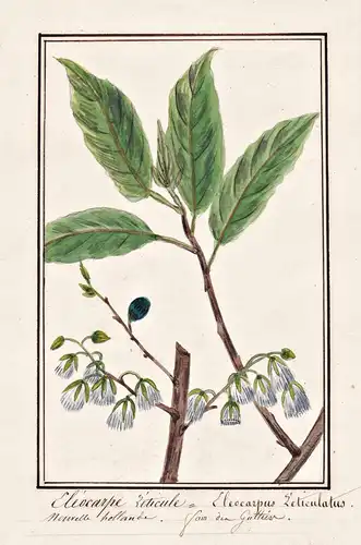 Eleocarpe reticule / Eleocarpus reticulatus - Heidelbeer-Asche Feenblüten Fransenbaum / Botanik botany / Blume