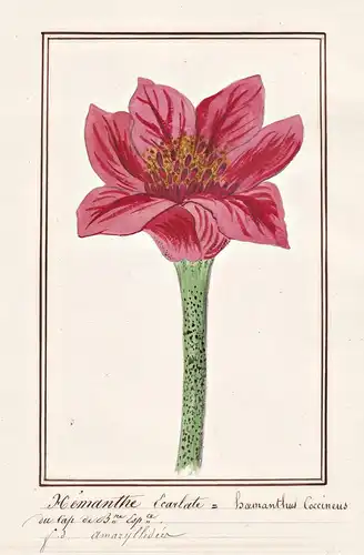 Hemanthe Cearlate / Haemanthus Coccineus - Blutlilie blood flower blood lily / Botanik botany / Blume flower /