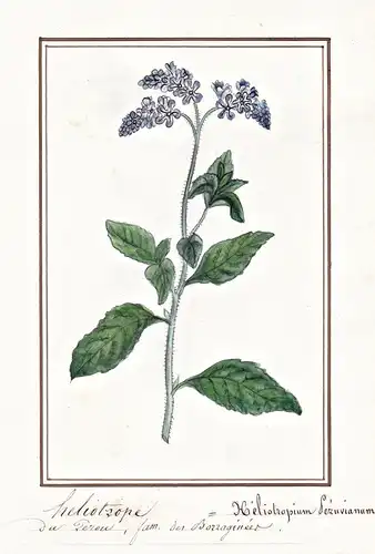 Heliotrope = Heliotropium Sezuvianum - Vanilleblume / Botanik botany / Blume flower / Pflanze plant