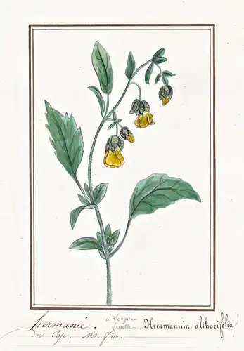 Hermanie = Hermannia althaeifolia - Malve / Botanik botany / Blume flower / Pflanze plant