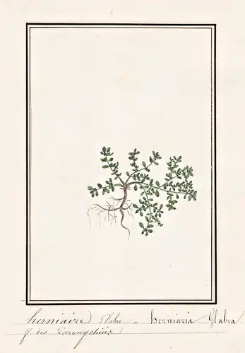 Herniaire = Herniaria Glabra - Kahles Bruchkraut / Botanik botany / Blume flower / Pflanze plant