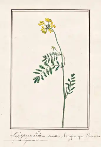 Hippocrepide en ombelle = Hippocrepis Comosa - Hufeisenklee horseshoe vetch / Botanik botany / Blume flower /