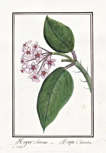 Hoyer Charnu = Hoya Carnosa - Wachsblume Porzellanblume wax flower / Botanik botany / Blume flower / Pflanze p