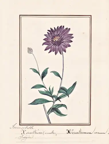 Immortelle (Xerantheme) anuelle = Xeranthemum annuum - Strohblume Papierblume / Botanik botany / Blume flower