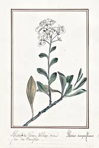 Iberide de Perse = Iberis semperflorens - Schleifenblume candytuft / Botanik botany / Blume flower / Pflanze p