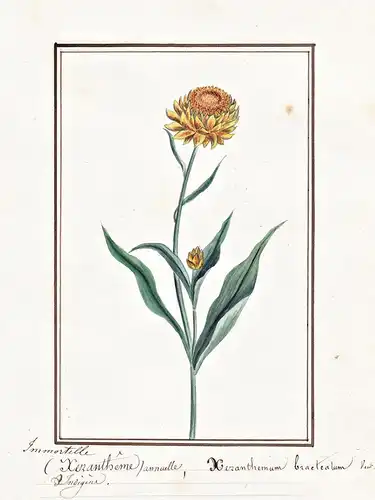 Immortelle (Xerantheme) anuelle = Xeranthemum bracteatum - Strohblume Papierblume / Botanik botany / Blume flo