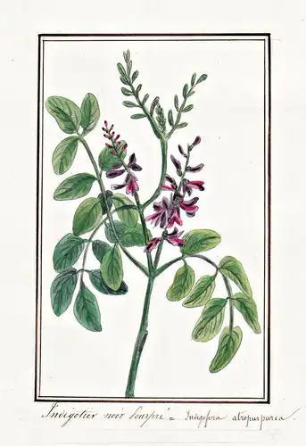 Indigofier noir = Indigofera atropurpurea - Hülsenfrüchtler Fabaceae / Botanik botany / Blume flower / Pflanze