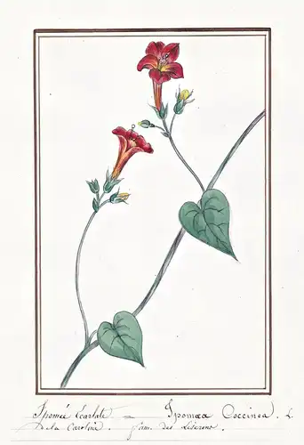 Ipomee Ecarlate = Ipomoea Coccinea - Scharlachrote Prunkwinde red morning glory / Botanik botany / Blume flowe