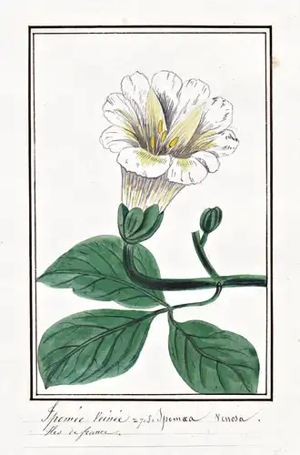 Ipomee Veinee = Ipomoea Venosa - Prunkwinde morning glory / Botanik botany / Blume flower / Pflanze plant