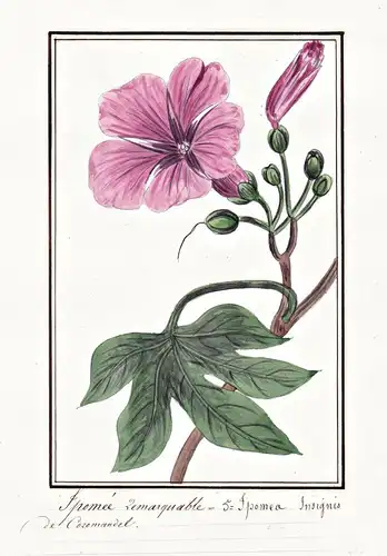 Ipomee remarquable = Ipomoea Insignis - Prunkwinde morning glory / Botanik botany / Blume flower / Pflanze pla