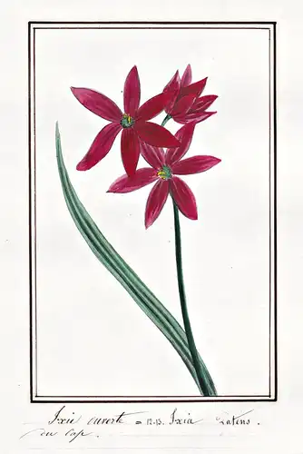 Ixie ouverte = Ixia Patens - Ixien Miniaturgladiolen corn lily / Botanik botany / Blume flower / Pflanze plant