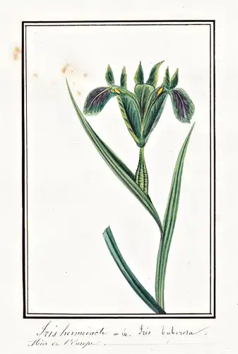 Iris hermodacte = Iris tuberosa - Schwertlilie / Botanik botany / Blume flower / Pflanze plant