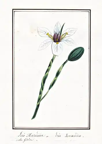 Iris moreoide = Iris Moroeoides - Afrikanische Iris / Botanik botany / Blume flower / Pflanze plant