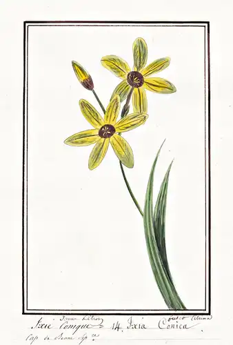 Ixie conique = Ixia Conica - Ixien Miniaturgladiolen corn lily / Botanik botany / Blume flower / Pflanze plant
