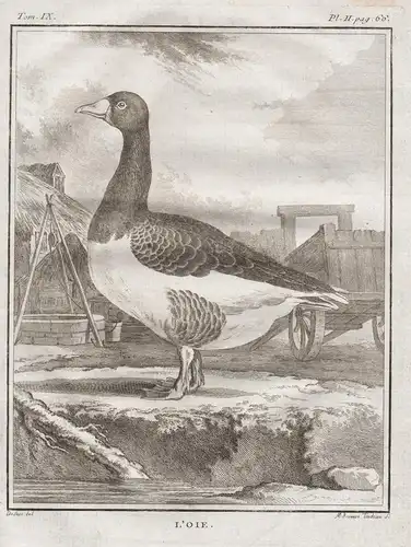 L'oie - goose Gans geese / Vögel birds Vogel bird / Tiere animals animaux