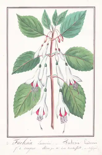 Fuchsia Ludovici = Fuchsia Ludovici - Fuchsie / Botanik botany / Blume flower / Pflanze plant