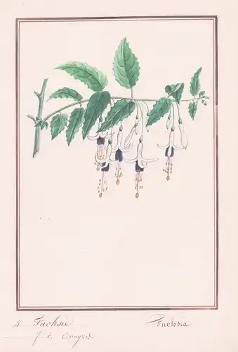 Fuchsie = Fuchsia - Botanik botany / Blume flower / Pflanze plant