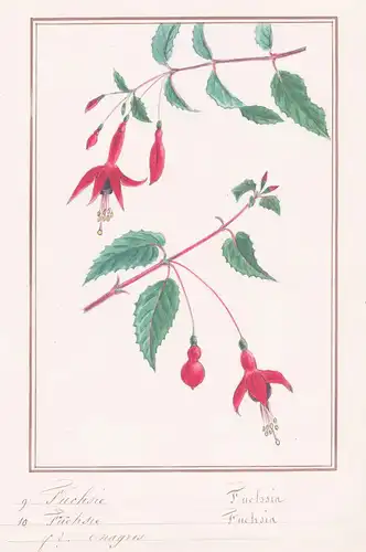 Fuchsie = Fuchsia - Botanik botany / Blume flower / Pflanze plant